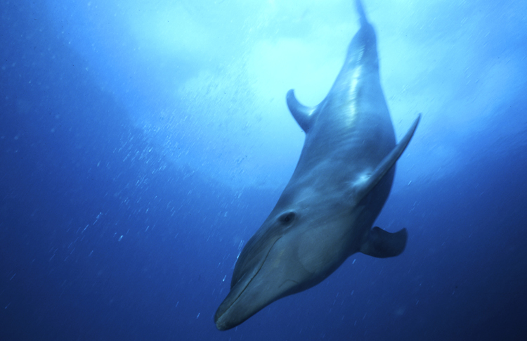 Angelee image;underwater;diving;dolphin;PALAU;MICRONESIA;close-up;single;F251 19C